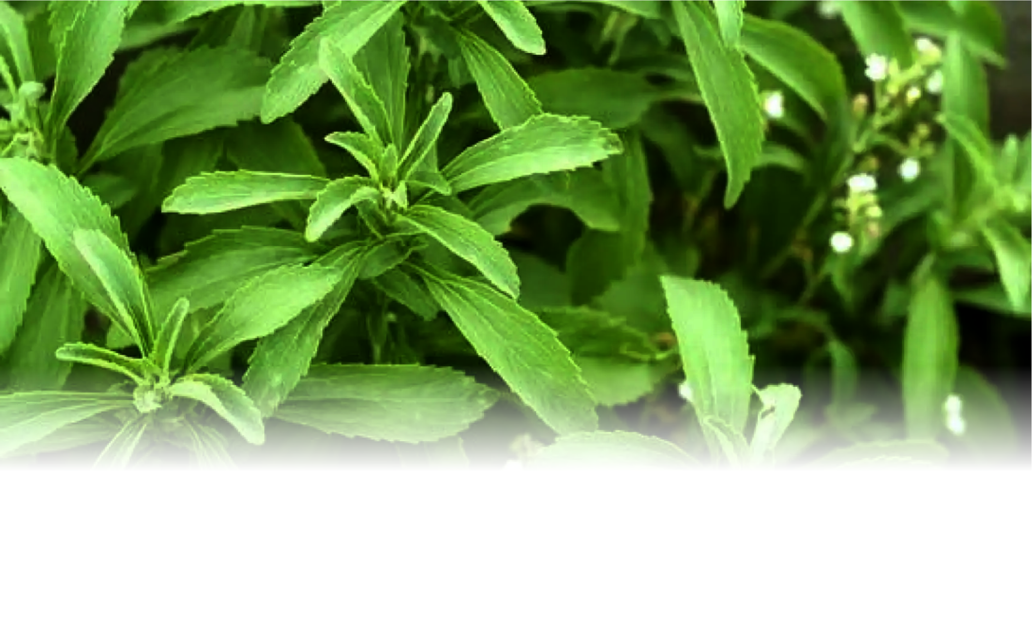 Salud y Benestar -Stevia